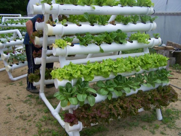 12 Original PVC Pipe Planters To Liven Up Your Garden spinach hydroponic system using pvc 634x476 12 Original PVC Pipe Planters To Liven Up Your Garden