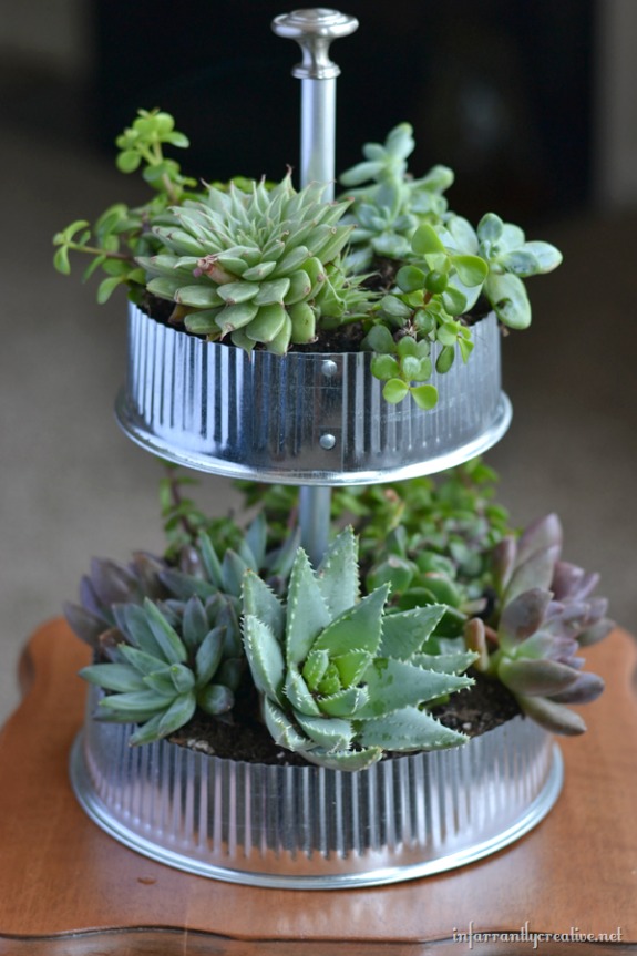 tabletop succulent terranium 15 Fantastic Succulent Garden Ideas For Your Home