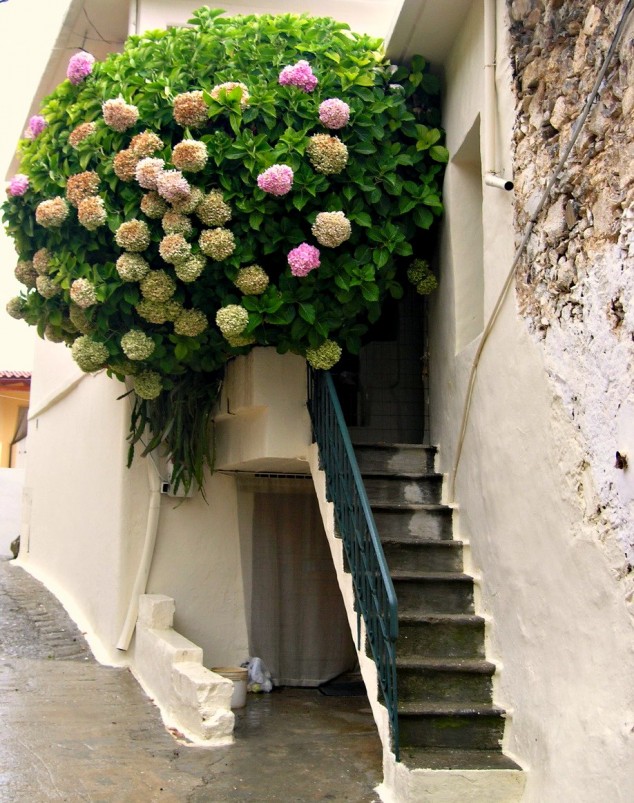 12 Extraordinary Floral Balconies That Will Catch The Attention Of Passerby theo 634x803 12 Extraordinary Floral Balconies That Will Catch The Attention Of Passerby