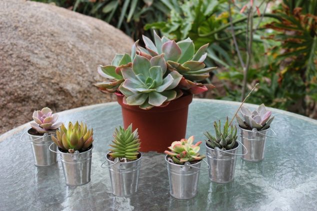 12 DIY Tiny Planters That Provide Inspiration For Sure 28Oct2013041027IMG 7315 1024x683 634x423 12 DIY Tiny Planters That Provide Inspiration For Sure
