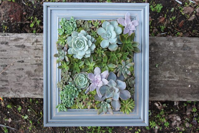 14 DIY Succulent Frame Full Of Life For Wall Arrangement IQZOkqktW94x 634x423 14 DIY Succulent Frame Full Of Life For Wall Arrangement