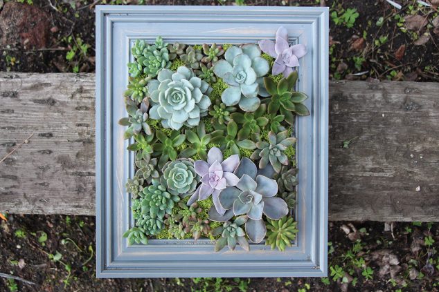 IQZOkqktW94x 634x423 14 DIY Succulent Frame Full Of Life For Wall Arrangement