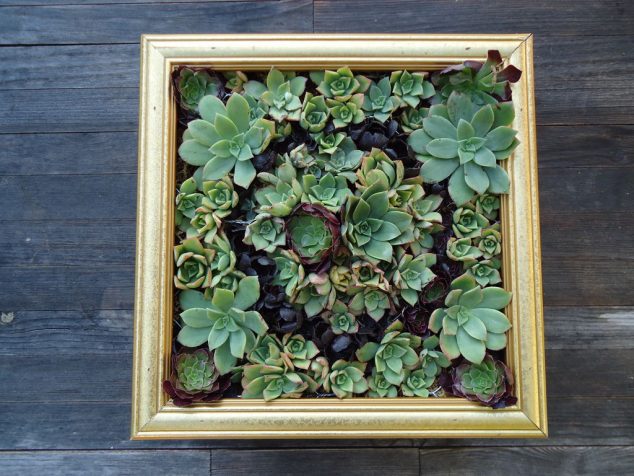 14 DIY Succulent Frame Full Of Life For Wall Arrangement Succulent Wall Art 634x476 14 DIY Succulent Frame Full Of Life For Wall Arrangement