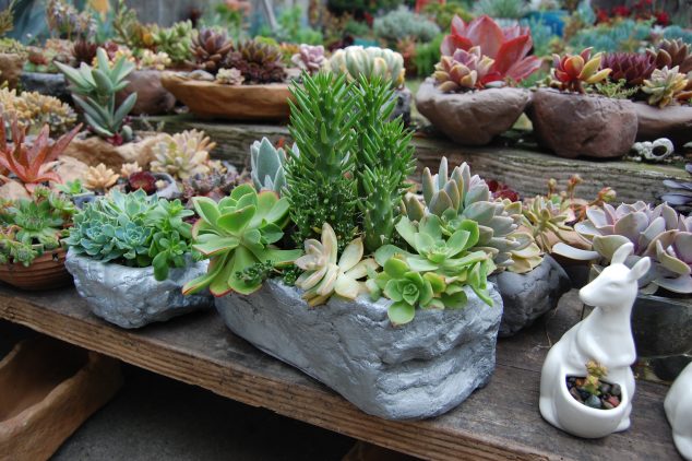 dsc 0530 634x422 15 DIY Creative Flower Pots For A Dream Garden
