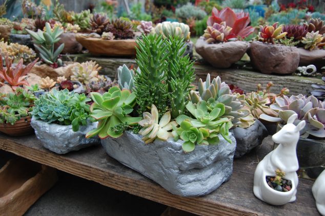 15 DIY Creative Flower Pots For A Dream Garden dsc 0530 634x422 15 DIY Creative Flower Pots For A Dream Garden
