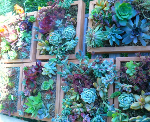 14 DIY Succulent Frame Full Of Life For Wall Arrangement il fullxfull.455464309 o6gw 634x519 14 DIY Succulent Frame Full Of Life For Wall Arrangement