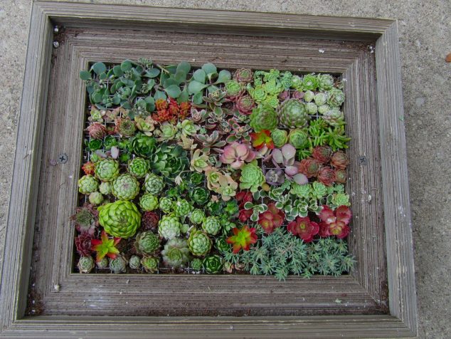 14 DIY Succulent Frame Full Of Life For Wall Arrangement img 3682 634x476 14 DIY Succulent Frame Full Of Life For Wall Arrangement
