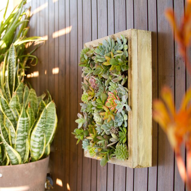 living picture frame 6 634x634 14 DIY Succulent Frame Full Of Life For Wall Arrangement