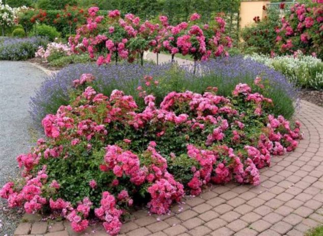 rose garden design with lavender and walkway 634x463 15 Flower Pathway For Lively Garden That You Must See Today