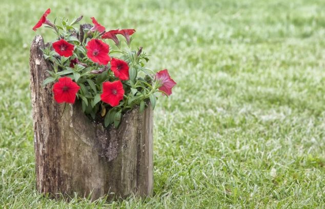stump planter 634x407 15 DIY Creative Flower Pots For A Dream Garden