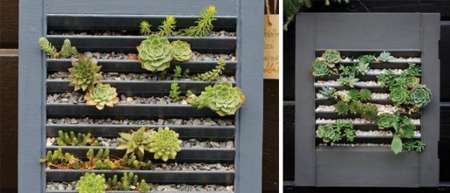14 DIY Succulent Frame Full Of Life For Wall Arrangement succulent wall debra prinzing 634x272 14 DIY Succulent Frame Full Of Life For Wall Arrangement