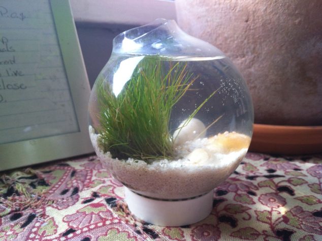 14 DIY Decorative Elements Of Re purposed Everyday Objects Turned Into Treasure light bulb underwater terrarium 634x474 14 DIY Decorative Elements Of Re purposed Everyday Objects Turned Into Treasure