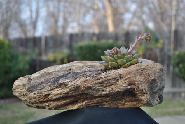 15 Natural and Handmade Living Succulent Decorations 14 634x426 12 Easy To Make Succulent Planters Inspired By Their Charm