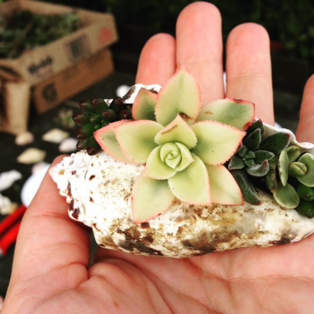 12 Easy To Make Succulent Planters Inspired By Their Charm IMG 0298 634x634 12 Easy To Make Succulent Planters Inspired By Their Charm