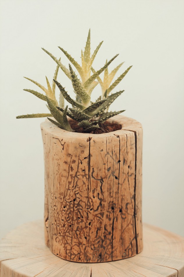 log planter succulent by jeff hendrickson 633x950 14 DIY Wooden Stump Vases That Simplicity Defining Beauty In House