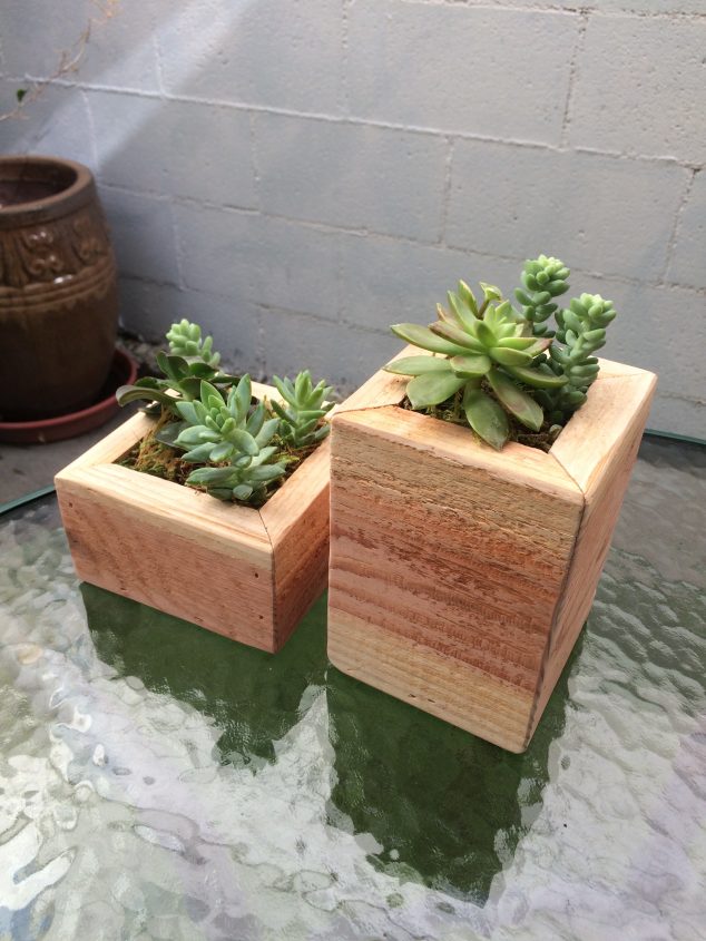 succulent planters 634x845 12 Easy To Make Succulent Planters Inspired By Their Charm