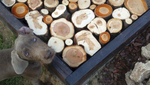 Trend Alert: 13 Handmade Cord Wood Plans That are Worth for Seeing martin tyciak 7 pooch 634x358 Trend Alert: 13 Handmade Cord Wood Plans That are Worth for Seeing