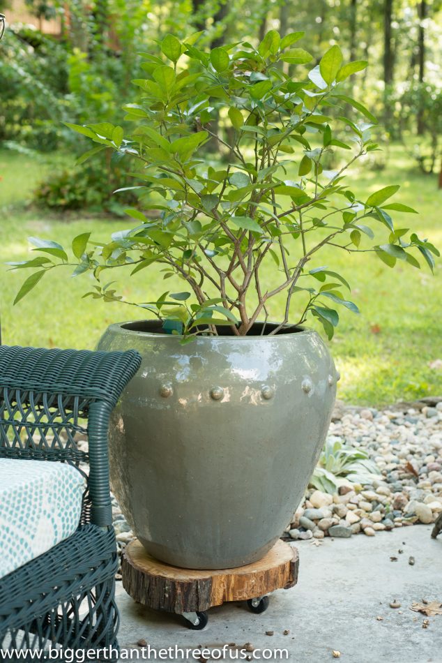 DIY Rolling Platner Stand Out Of A Tree Stump 1 634x950 13 Modern DIY Plant Stands That Will Boost Your Creativity
