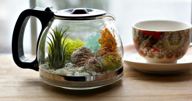 coffee pot terrarium diy enid fb2  700 634x333 12 DIY Terrarium That Looks Awesome