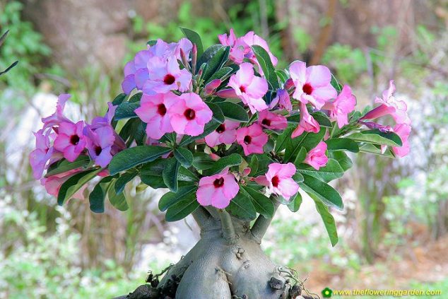 These 15 Gardens With Desert Roses are So Beautiful 112 634x423 These 15 Gardens With Desert Roses are So Beautiful