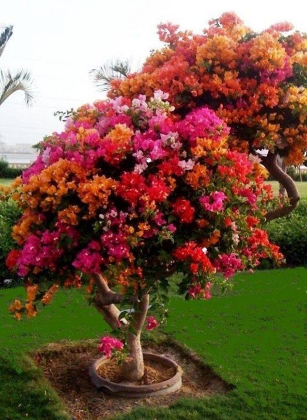 These 15 Gardens With Desert Roses are So Beautiful 1465573138 590 16 fotos com ideias criativas para seu jardim 634x866 These 15 Gardens With Desert Roses are So Beautiful