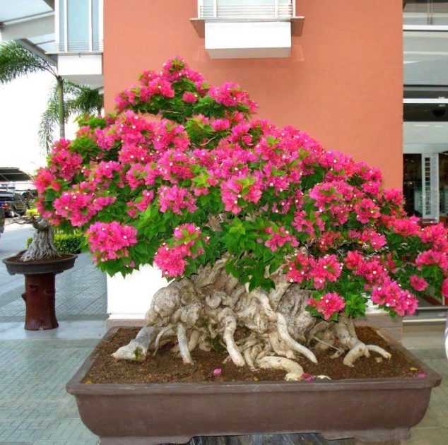 These 15 Gardens With Desert Roses are So Beautiful 483288 470723019605045 575432644 n 634x630 These 15 Gardens With Desert Roses are So Beautiful