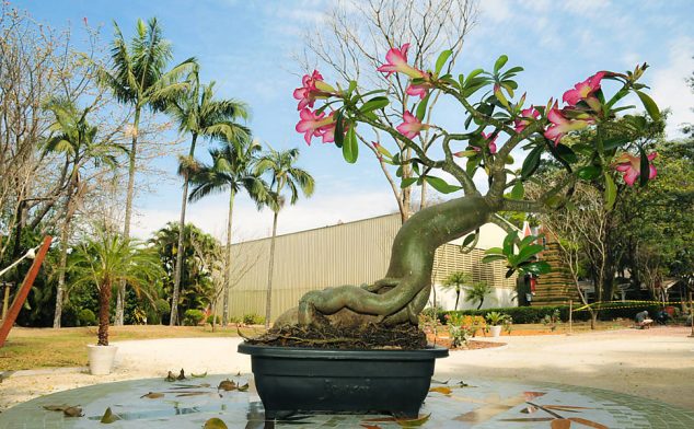  These 15 Gardens With Desert Roses are So Beautiful