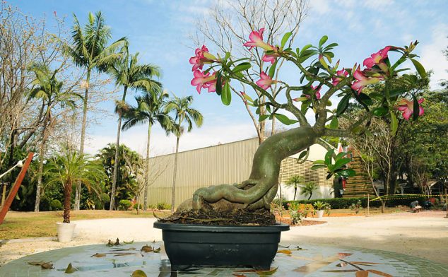 These 15 Gardens With Desert Roses are So Beautiful These 15 Gardens With Desert Roses are So Beautiful