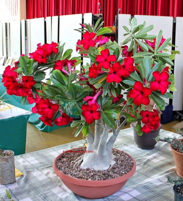 These 15 Gardens With Desert Roses are So Beautiful 95y3v8 634x694 These 15 Gardens With Desert Roses are So Beautiful
