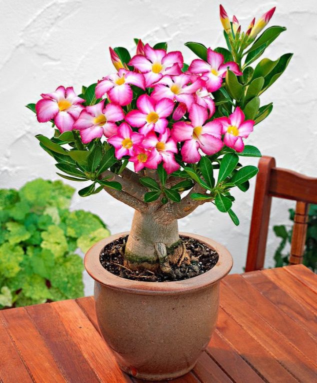 These 15 Gardens With Desert Roses are So Beautiful 99l1c2 634x765 These 15 Gardens With Desert Roses are So Beautiful