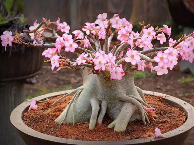 Adenium obesum 01 634x476 These 15 Gardens With Desert Roses are So Beautiful