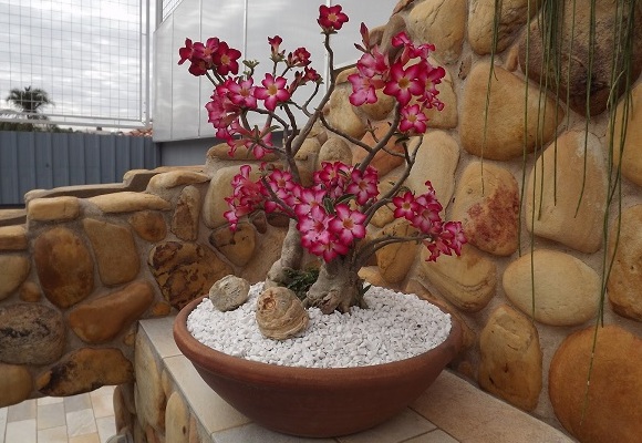 These 15 Gardens With Desert Roses are So Beautiful Rosa do Deserto These 15 Gardens With Desert Roses are So Beautiful