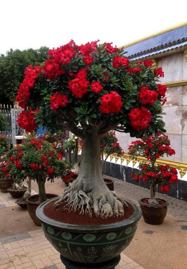 These 15 Gardens With Desert Roses are So Beautiful WpJ 900 634x911 These 15 Gardens With Desert Roses are So Beautiful