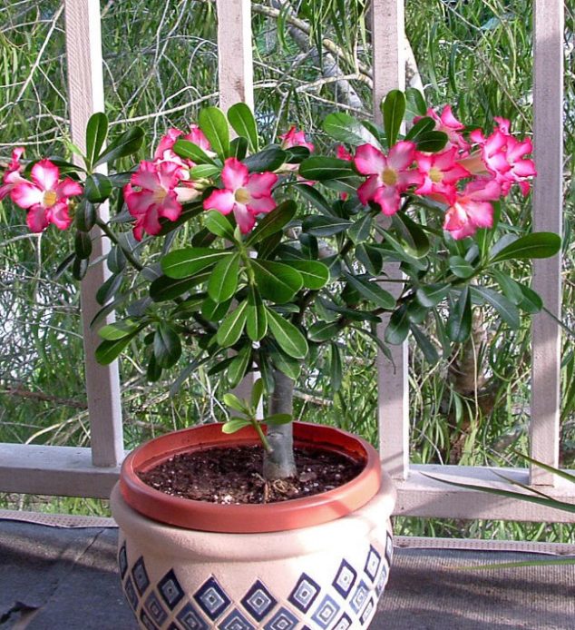These 15 Gardens With Desert Roses are So Beautiful dscf0038 edited 634x694 These 15 Gardens With Desert Roses are So Beautiful