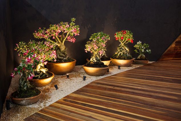 These 15 Gardens With Desert Roses are So Beautiful jc jardim contemporaneo rosas do deserto suculentas11 634x423 These 15 Gardens With Desert Roses are So Beautiful