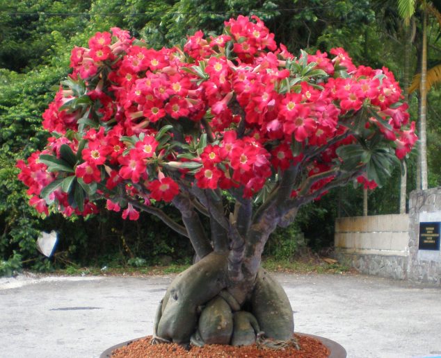 These 15 Gardens With Desert Roses are So Beautiful rosa do deserto1 634x516 These 15 Gardens With Desert Roses are So Beautiful