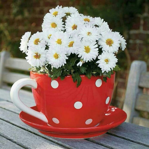 15 Tiny and Lovely DIY Garden in a Coffee Mug 1419342340610272 634x634 15 Tiny and Lovely DIY Garden in a Coffee Mug