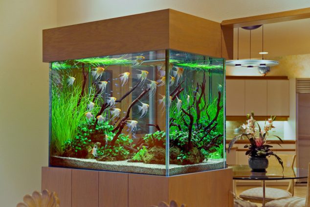 Stunning Interior House Decoration Idea with Cool Aquarioums Design with Visible Glass Material also Fake Plants on Water also Corral plus Fish 909x606 634x423 15 Amazing Home Aquarium Ideas You Must See