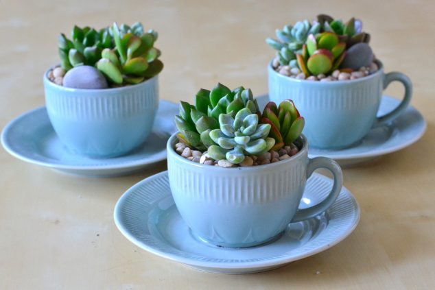 tumblr mqyz7lAmUl1qc7zmno3 1280 634x423 15 Tiny and Lovely DIY Garden in a Coffee Mug