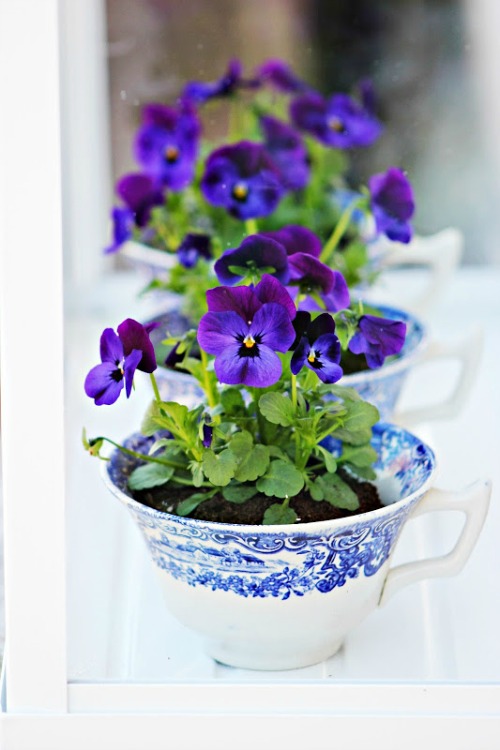 15 Tiny and Lovely DIY Garden in a Coffee Mug violets in teacups 15 Tiny and Lovely DIY Garden in a Coffee Mug