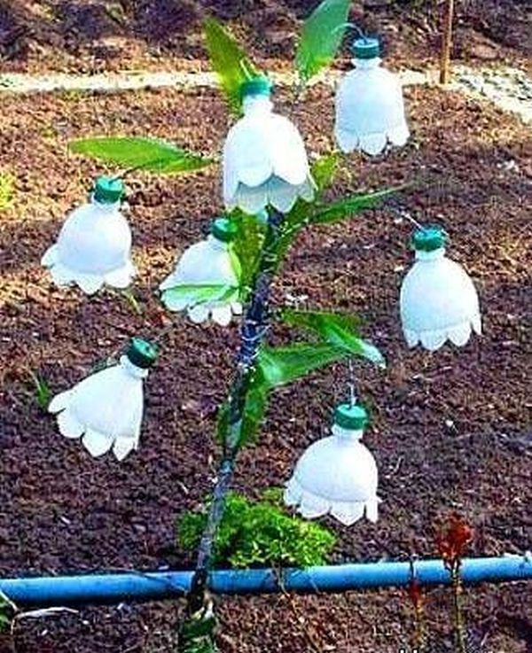 da5bfdfa781fa526bd5f828c2fa8d603 Amazing Ideas on How to Reuse Plastic Bottles in Garden