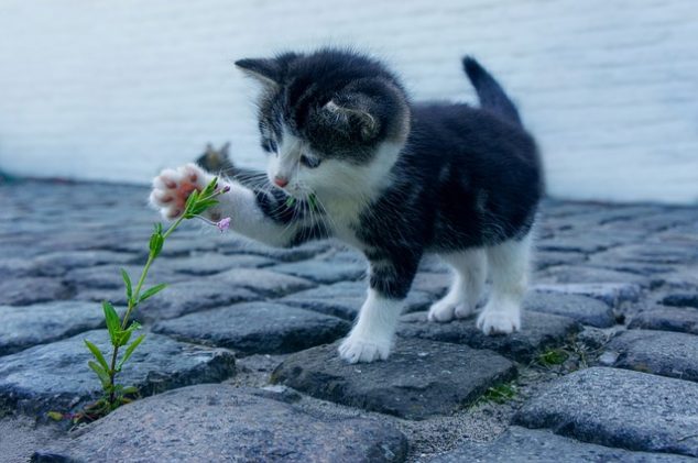 How to Make Your Apartment Pet Friendly How to make your apartment pet friendly 5 634x421 How to Make Your Apartment Pet Friendly