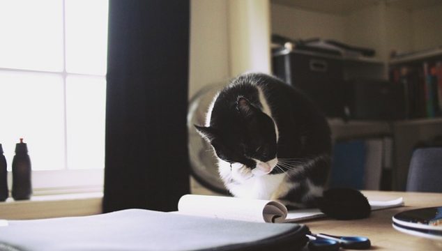 How to Make Your Apartment Pet Friendly How to make your apartment pet friendly 6 634x360 How to Make Your Apartment Pet Friendly